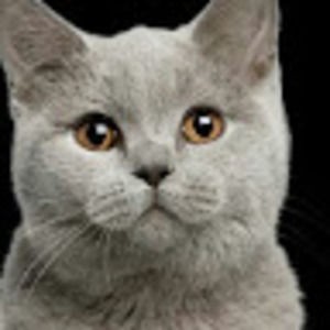 Meet your Posher, Rish